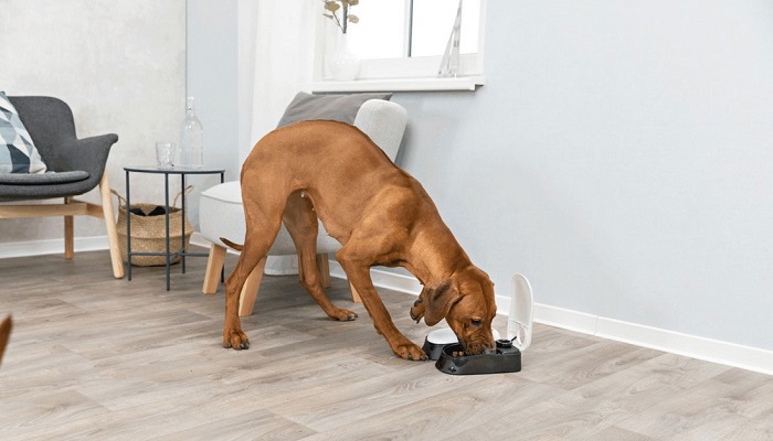 Comederos automáticos para perros: la solución para perros glotones y dueños ausentes