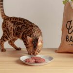 Conoce los beneficios de la dieta BARF para gatos
