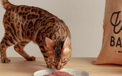 Conoce los beneficios de la dieta BARF para gatos