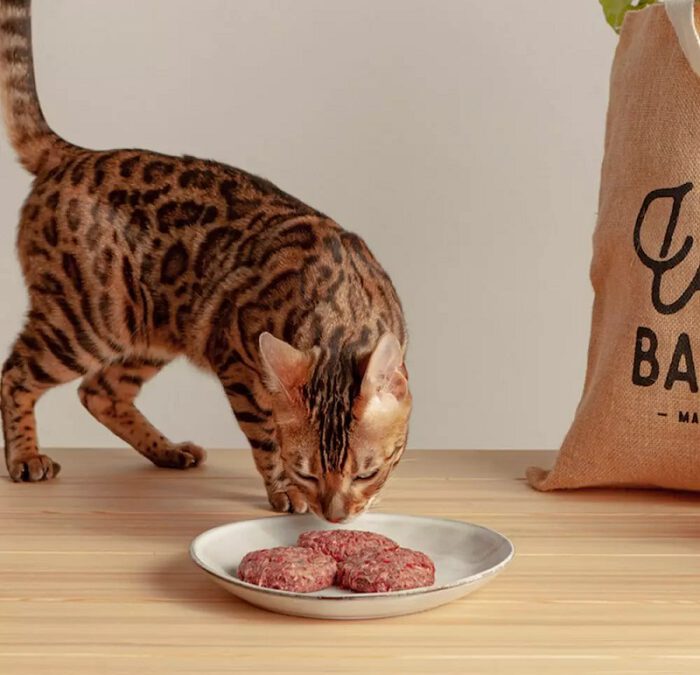 Dieta BARF para gatos