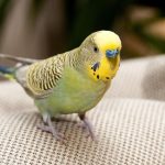 ¿Quieres tener un pájaro como mascota? Conoce cómo la tecnología puede ayudarte a cuidarlos mejor consejos-tener-pajaro-mascota