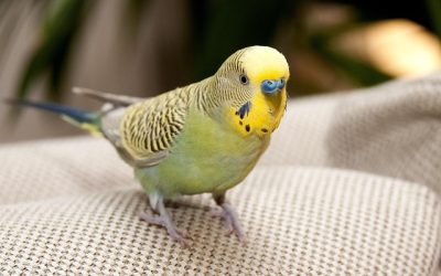 ¿Quieres tener un pájaro como mascota? Conoce cómo la tecnología puede ayudarte a cuidarlos mejor